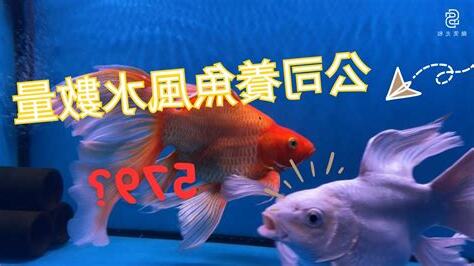 魚隻數量