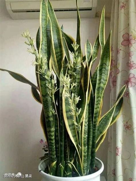 虎尾蘭生長速度