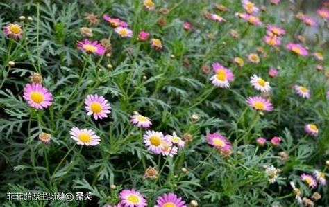 瑪格麗特風水