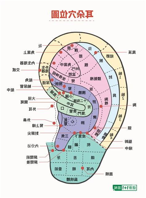 耳穴道