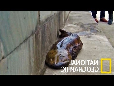 養娃娃魚