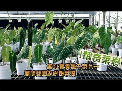 觀賞葉植物