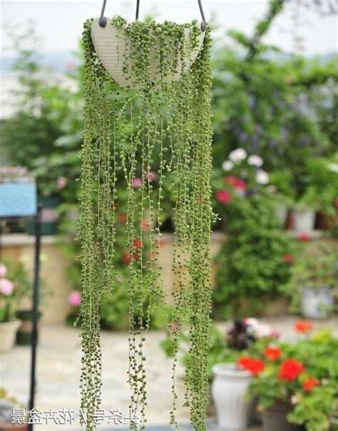 垂吊植物種類