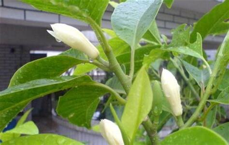 白兰花种植