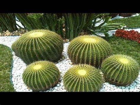 金虎仙人掌風水