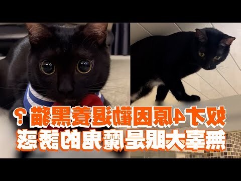 養黑貓的人