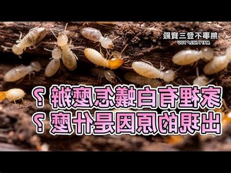 家裡有白蟻怎麼辦