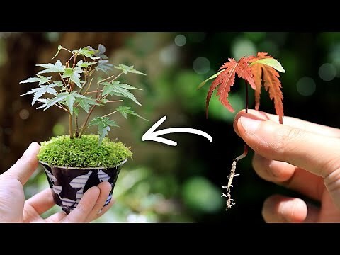 夢見盆栽