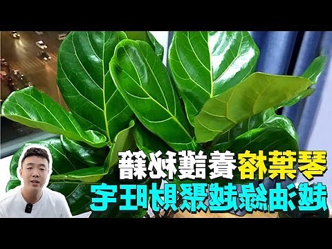 琴葉榕打頂