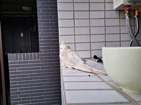 家裡飛來一隻鳥