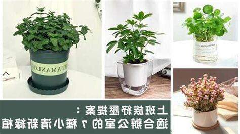 辦公桌植物推薦