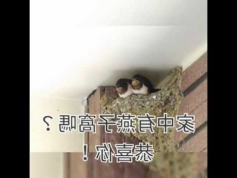 家有燕子窩