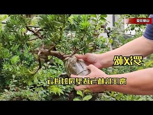 羅漢鬆放室內
