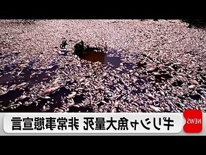 夢見死魚