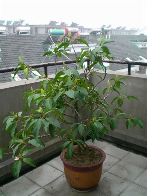 家裡種什麼樹比較好