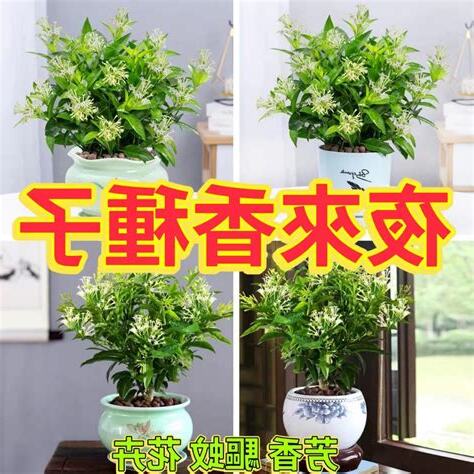 夜來香種子發芽