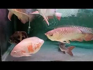 花豬魚混養
