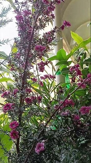 松紅梅花語