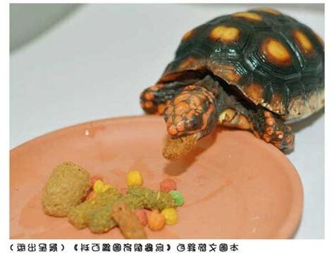 烏龜可以吃嗎