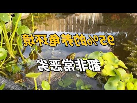 烏龜生蛋風水