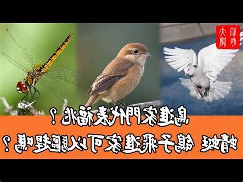 鳥飛進陽台