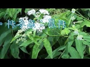 七葉蓮功效