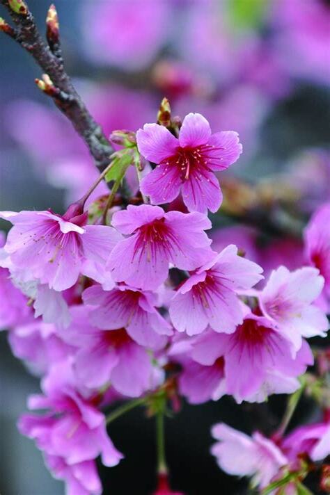 櫻花屬陰