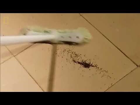 家裡會出現的蜘蛛