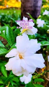 珍珠馬茶花花語
