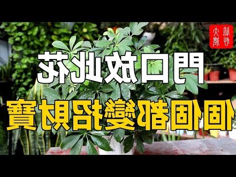 代表財富的花