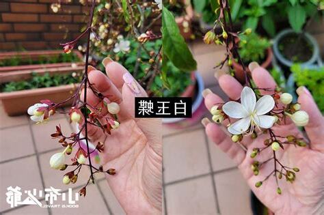 白玉蝶風水