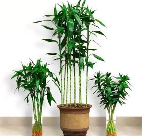 富貴竹數量