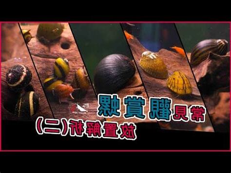 魚缸螺種類