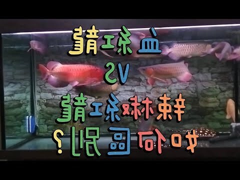紅龍品種
