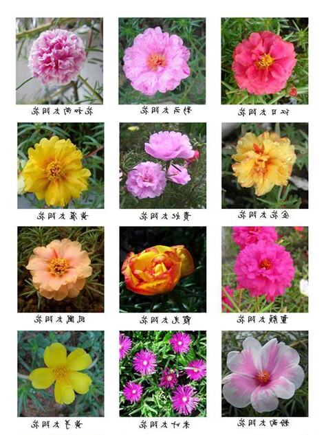 花的名字和图片