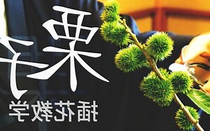 栗子樹的花