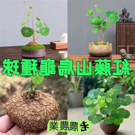 山烏龜風水