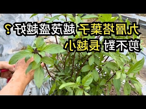 大葉子的樹