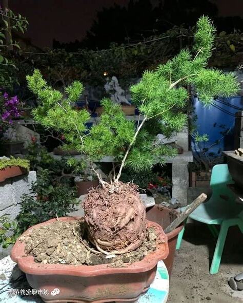 蓬萊松盆栽