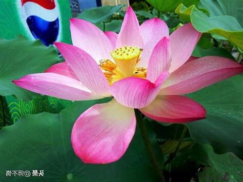 室高足以辟潤濕