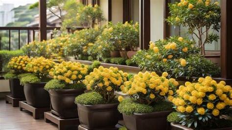 陽台可以種桂花嗎