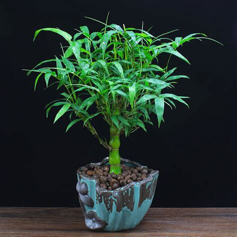 竹盆栽