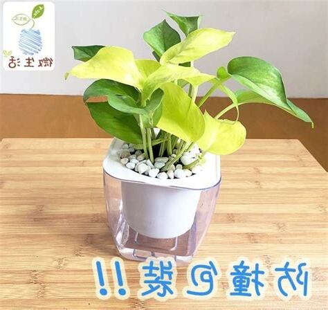 淨化廁所植物