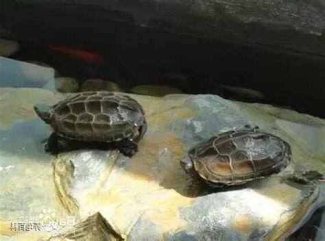 斑龜跟魚一起養