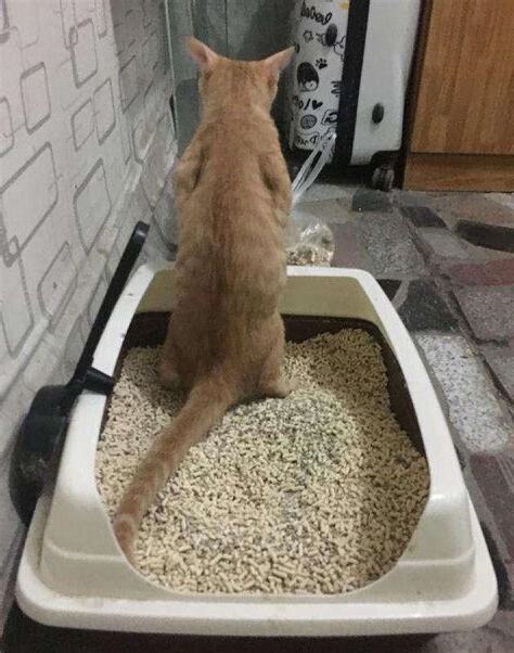 貓在門口大便