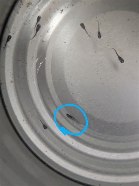魚一直死怎麼辦