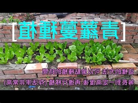 綠寶石蘿蔓種植