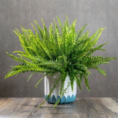 波士頓腎蕨室內