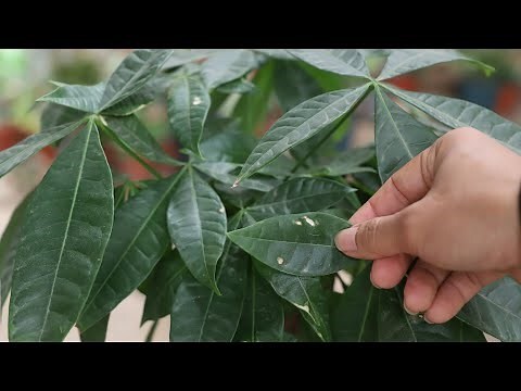 發財樹葉子變黃