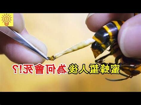 蜜蜂死在家裡風水